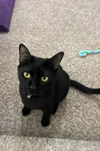 Sylvestor