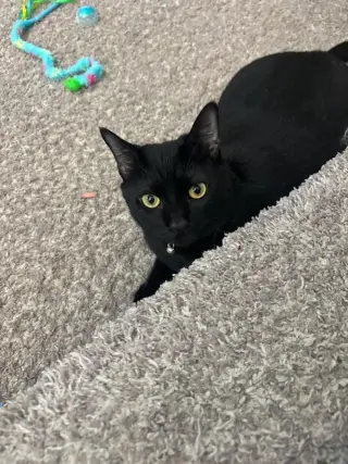 Sylvestor