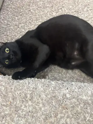 Sylvestor