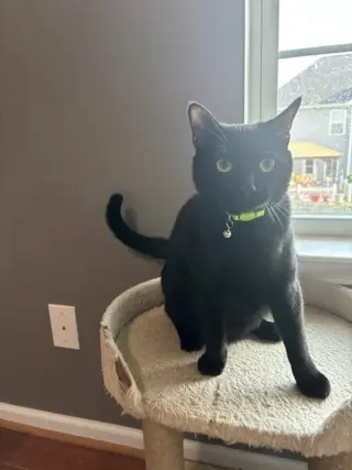 Sylvestor