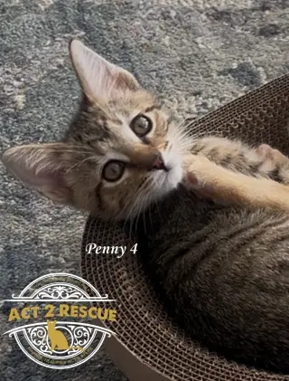 Penny 4