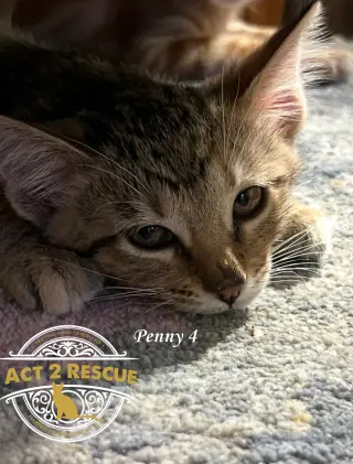 Penny 4