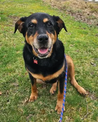 Nala