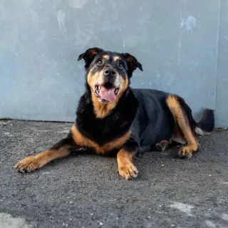 Nala