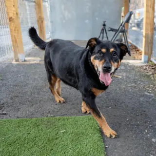 Nala