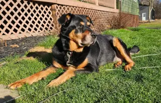 Nala