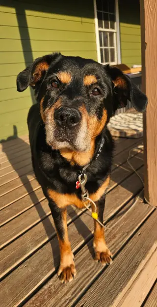 Nala