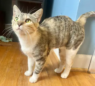 *Mama Taco
