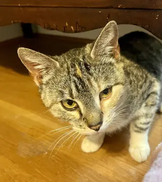 *Mama Taco