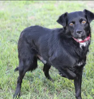 Farley in TX