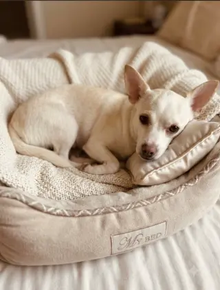 Evie in TX