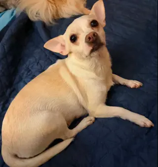 Evie in TX