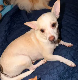 Evie in TX