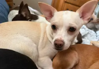 Evie in TX