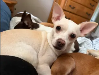 Evie in TX