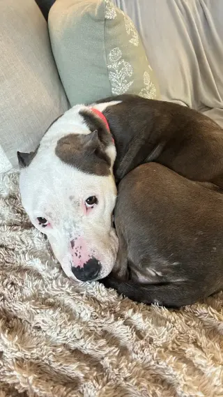 Harlow