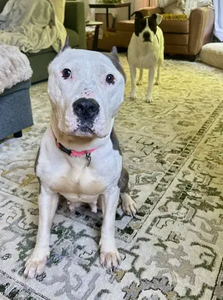 Harlow