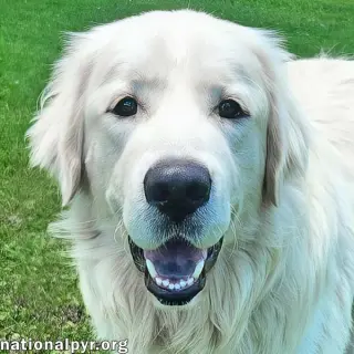 Trent in KY - Happy, Silly & Playful!