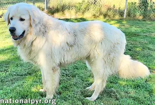 Trent in KY - Happy, Silly & Playful!