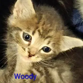Woody