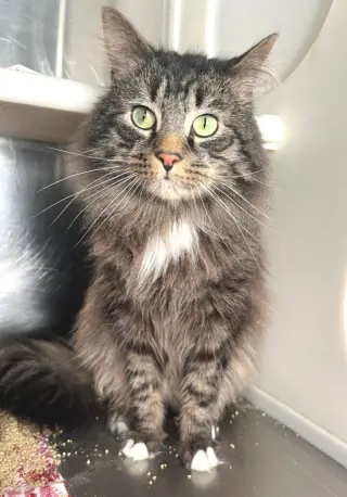 P. J.