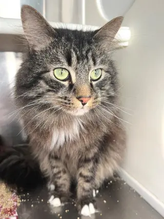 P. J.