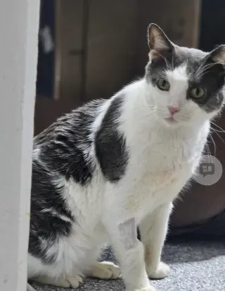 Frass (Must be adopted with Diablo)