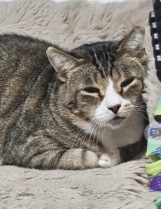 Diablo (Must be adopted with Frass)
