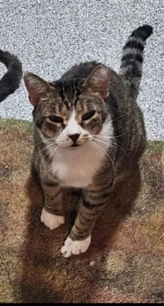 Diablo (Must be adopted with Frass)