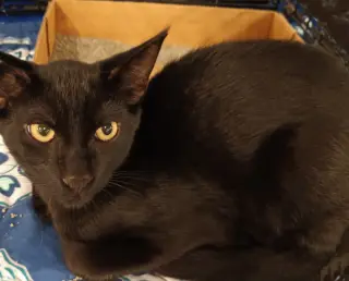 Ace - PSP Foster Home