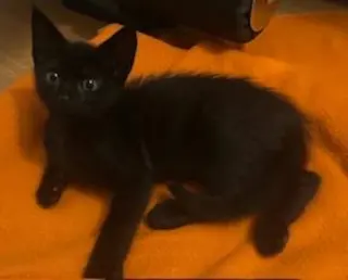 Ace - PSP Foster Home