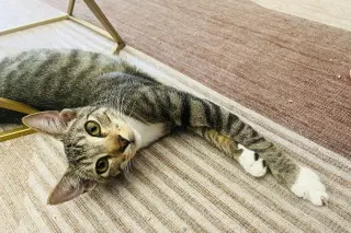 ANDREW MEWCARTHY