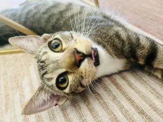 ANDREW MEWCARTHY