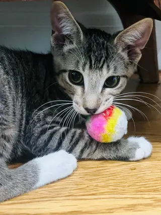 ANDREW MEWCARTHY