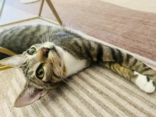 ANDREW MEWCARTHY