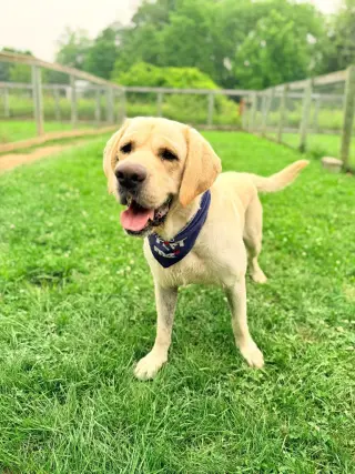 Apollo