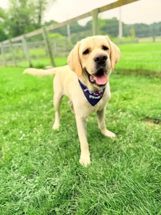 Apollo