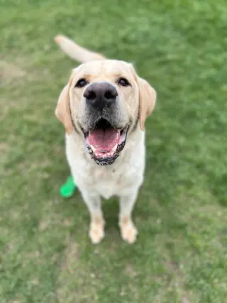 Apollo