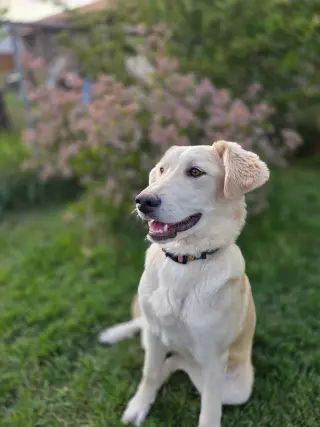 Ambrosia