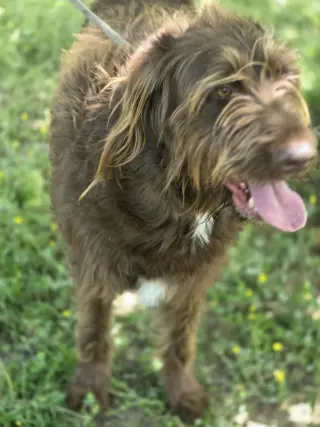 Bruno
