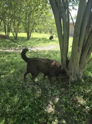 Bruno