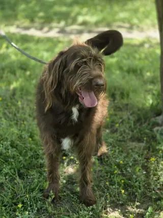 Bruno