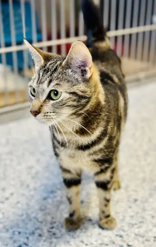 Pepper