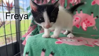 Freya