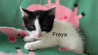 Freya