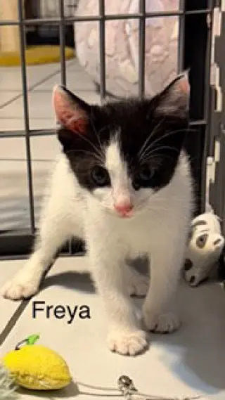 Freya