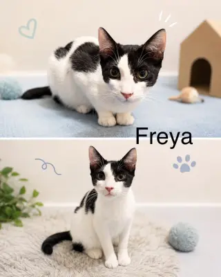Freya