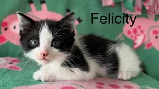 Felicity
