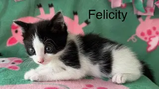 Felicity