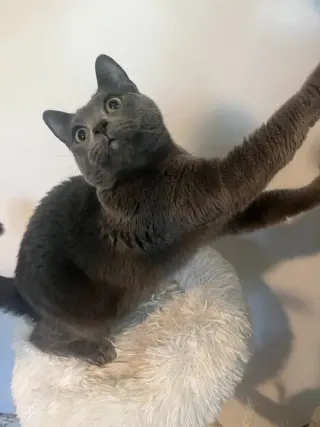 Tia